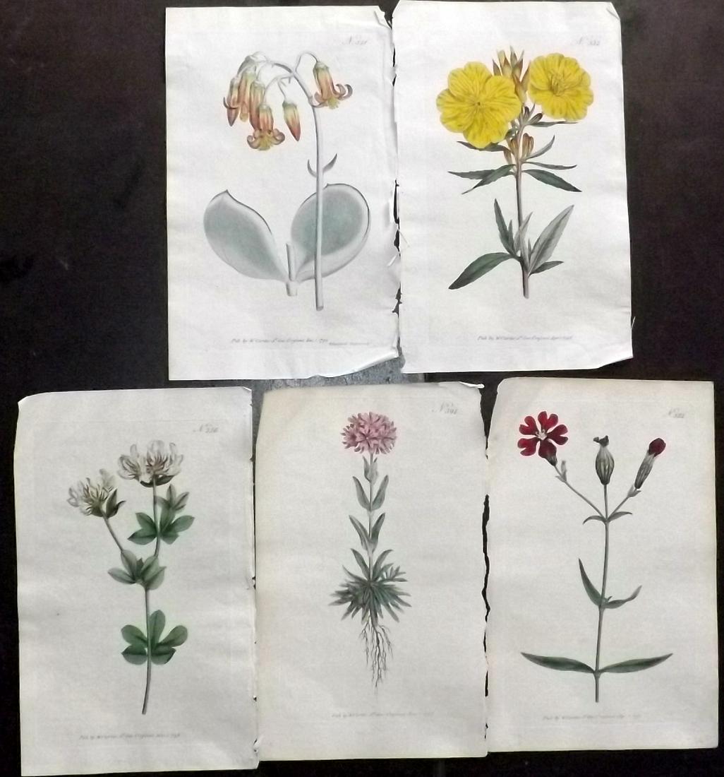 Curtis, William 1790s Lot of 5 HCol Botanical Prints (1 of 2)