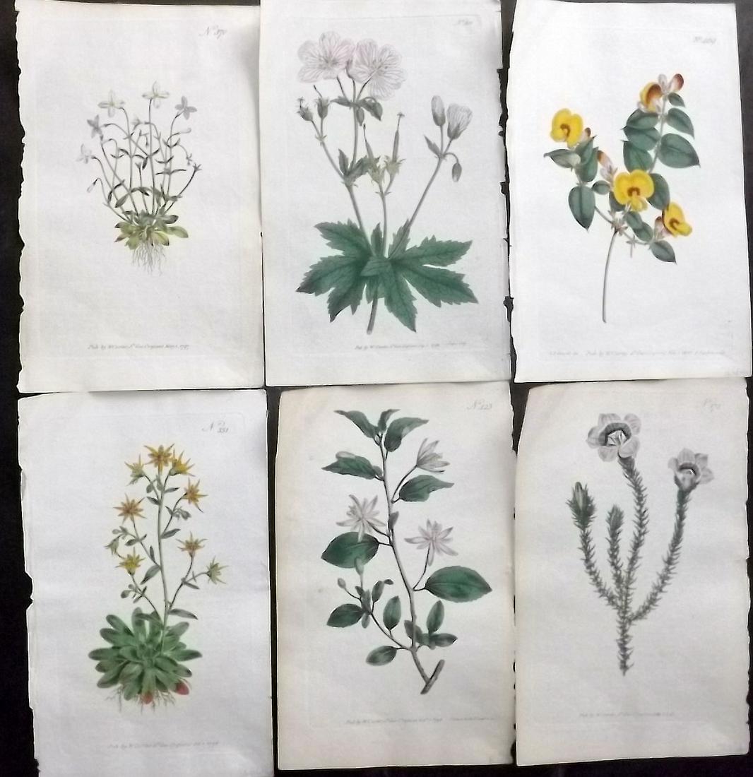 Curtis, William 1790s Lot of 6 HCol Botanical Prints (1 of 2)