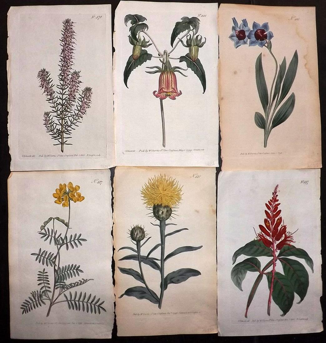 Curtis, William 1790s Lot of 6 HCol Botanical Prints (1 of 2)