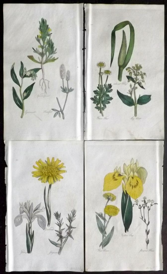 Hill, John 1812 Lot of 4 Hand Col Botanical Prints: Hand Colored Etchings Published 1812, Bungay, Suffolk for "The Family Herbal, or An Account of all those English Plants" by John Hill. Paper Size: 8 x 5 inch (21 x 12.5cm) Very minor background toning