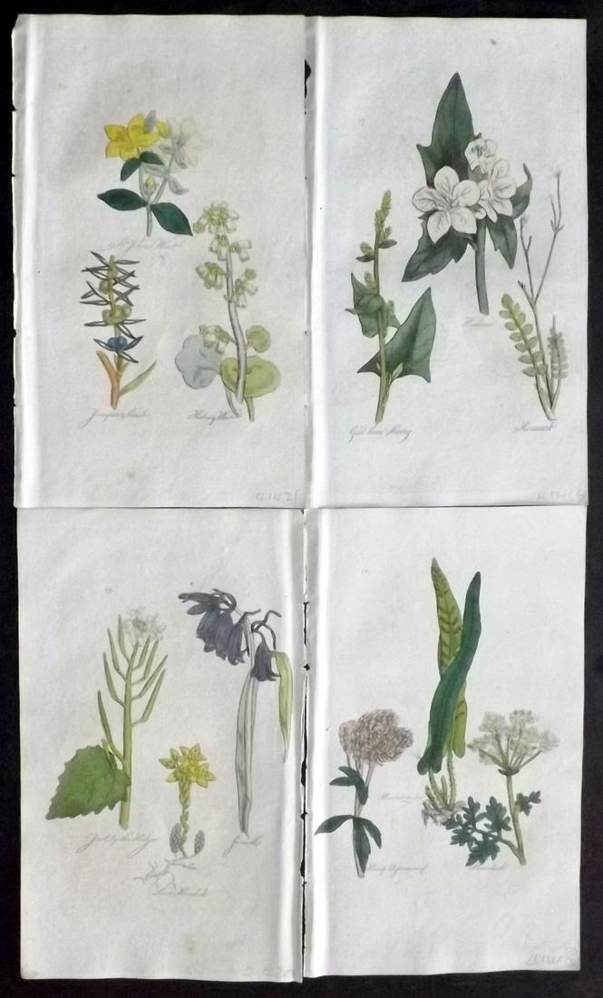 Hill, John 1812 Lot of 4 Hand Col Botanical Prints: Hand Colored Etchings Published 1812, Bungay, Suffolk for "The Family Herbal, or An Account of all those English Plants" by John Hill. Paper Size: 8 x 5 inch (21 x 12.5cm) Very minor background toning