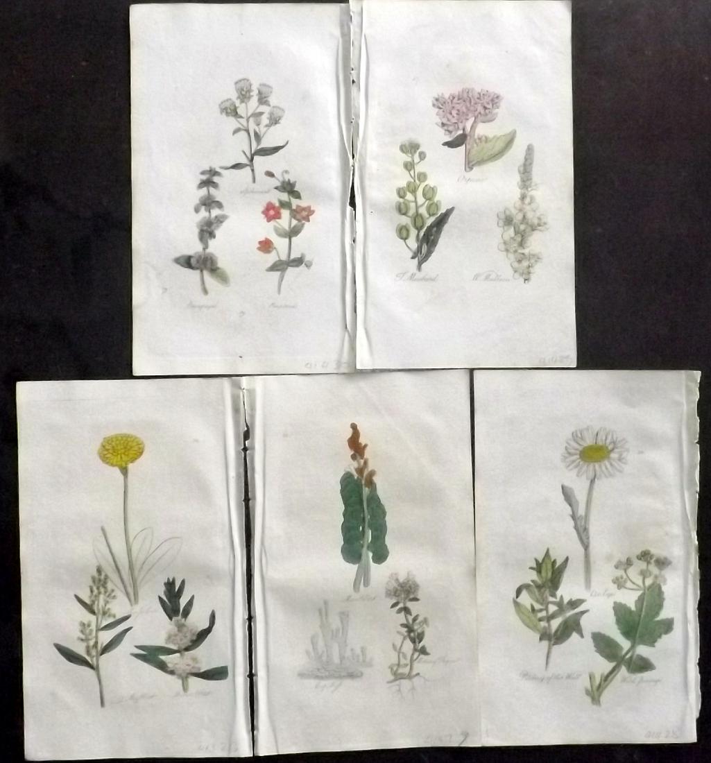 Hill, John 1812 Lot of 5 Hand Col Botanical Prints: Hand Colored Etchings Published 1812, Bungay, Suffolk for "The Family Herbal, or An Account of all those English Plants" by John Hill. Paper Size: 8 x 5 inch (21 x 12.5cm) Very minor background toning