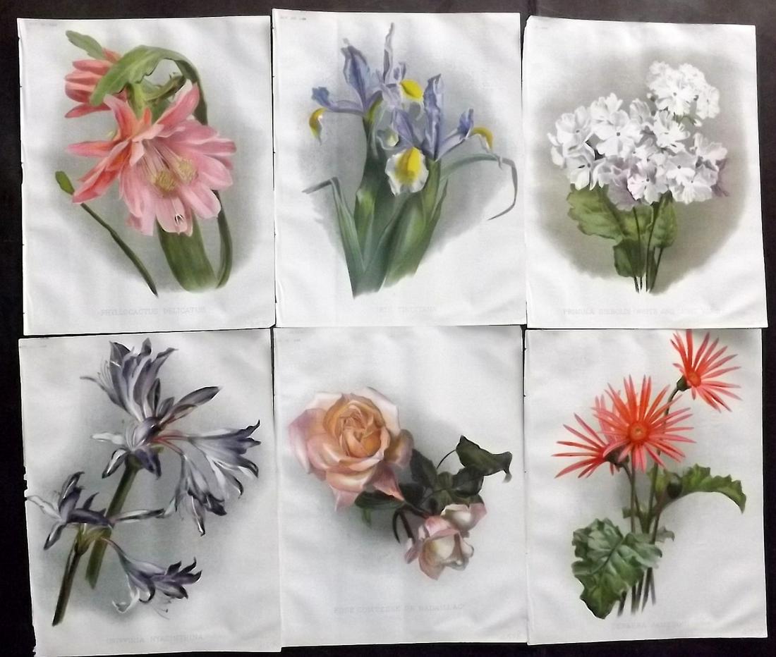 The Garden C1890 Lot of 6 Botanical Prints: Chromolithographs Published 1872-1927, London for "The Garden. An Illustrated Weekly Journal of Horticulture in all its Branches" Edited by William Robinson and others. Paper Size: 11.5 x 9 inch (29 x