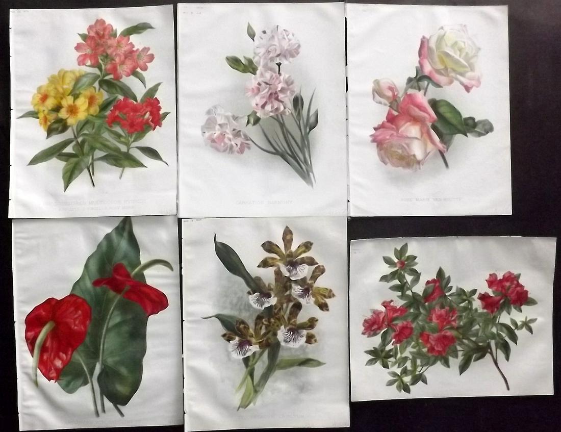 The Garden C1890 Lot of 6 Botanical Prints: Chromolithographs Published 1872-1927, London for "The Garden. An Illustrated Weekly Journal of Horticulture in all its Branches" Edited by William Robinson and others. Paper Size: 11.5 x 9 inch (29 x