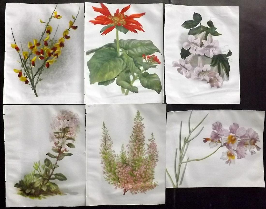 The Garden C1890 Lot of 6 Botanical Prints: Chromolithographs Published 1872-1927, London for "The Garden. An Illustrated Weekly Journal of Horticulture in all its Branches" Edited by William Robinson and others. Paper Size: 11.5 x 9 inch (29 x