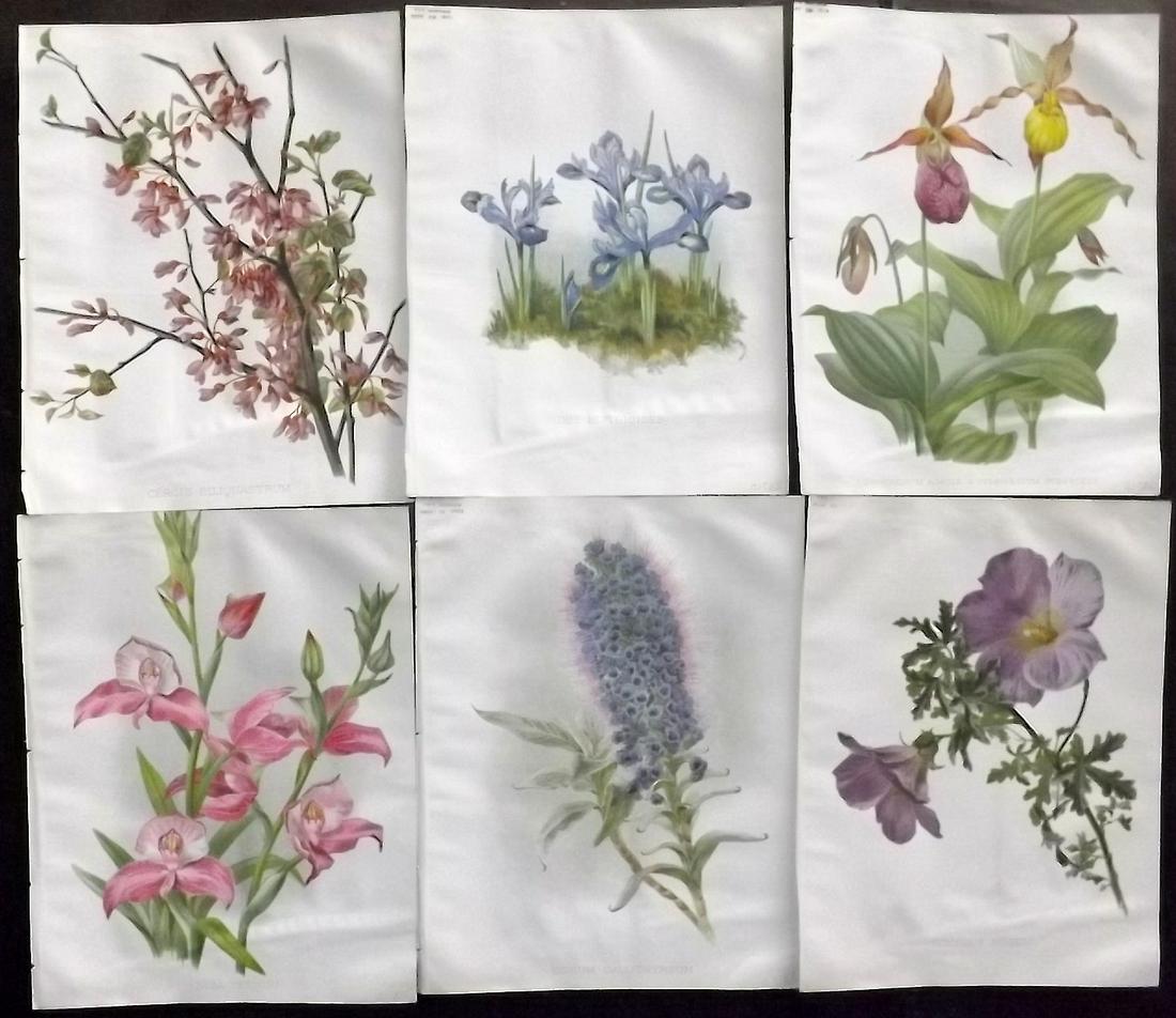 The Garden C1890 Lot of 6 Botanical Prints: Chromolithographs Published 1872-1927, London for "The Garden. An Illustrated Weekly Journal of Horticulture in all its Branches" Edited by William Robinson and others. Paper Size: 11.5 x 9 inch (29 x