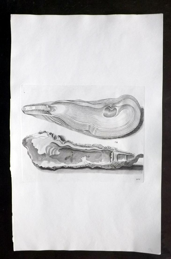 Lister, Martin 1823 Rare Folio Shell Print 201: Folio Copper Plate Published 1823, London for "Historia sive synopsis methodica Conchyliorum..." by Martin Lister. Engraved by Susanna and Anna Lister. Rare. Paper Size: 14.5 x 9.5 inch (37 x 24cm) Go