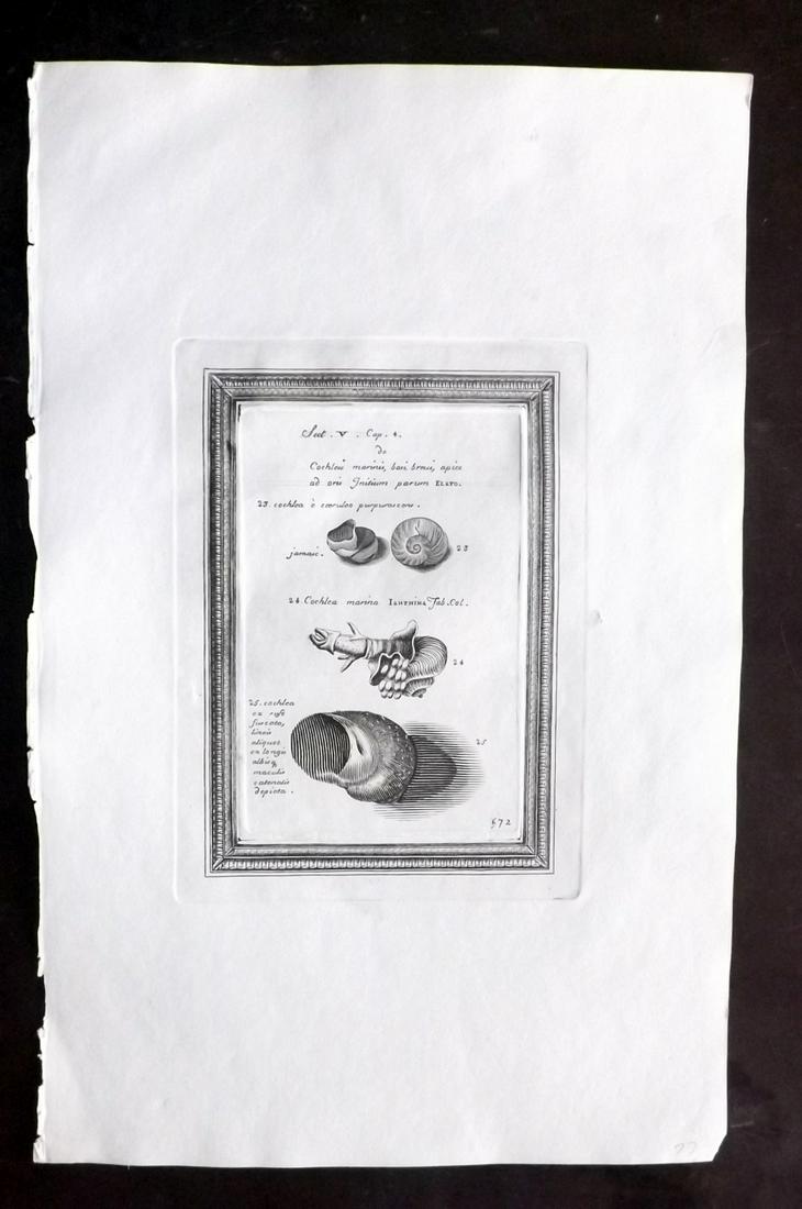 Lister, Martin 1823 Rare Folio Shell Print 572: Folio Copper Plate Published 1823, London for "Historia sive synopsis methodica Conchyliorum..." by Martin Lister. Engraved by Susanna and Anna Lister. Rare. Paper Size: 14.5 x 9.5 inch (37 x 24cm) Go