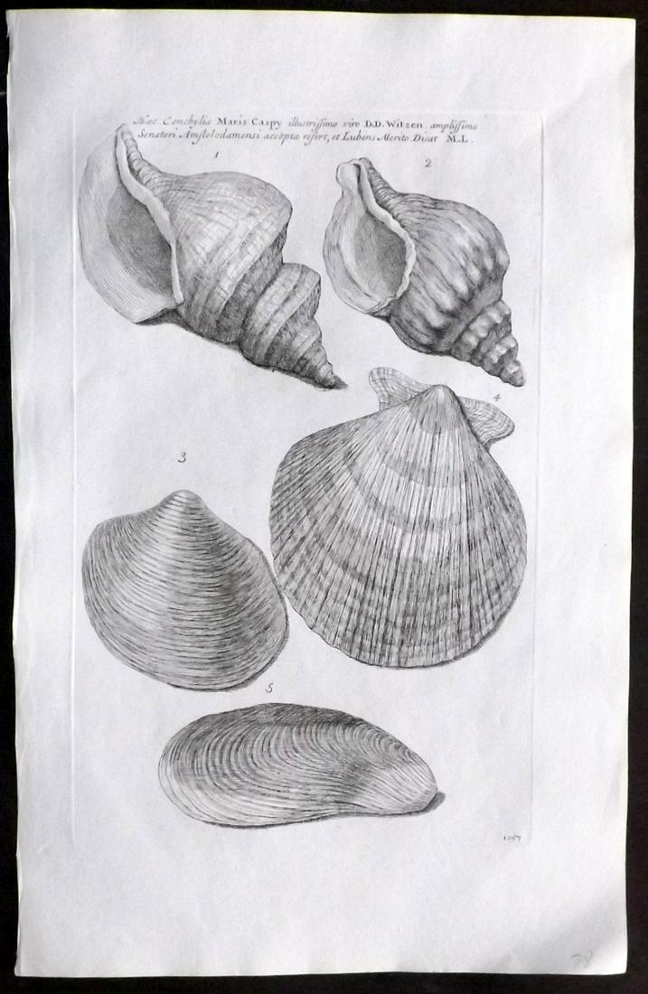 Lister, Martin 1823 Rare Folio Shell Print 1057: Folio Copper Plate Published 1823, London for "Historia sive synopsis methodica Conchyliorum..." by Martin Lister. Engraved by Susanna and Anna Lister. Rare. Paper Size: 14.5 x 9.5 inch (37 x 24cm) Go