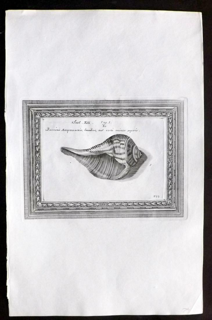 Lister, Martin 1823 Rare Folio Shell Print 877: Folio Copper Plate Published 1823, London for "Historia sive synopsis methodica Conchyliorum..." by Martin Lister. Engraved by Susanna and Anna Lister. Rare. Paper Size: 14.5 x 9.5 inch (37 x 24cm) Go