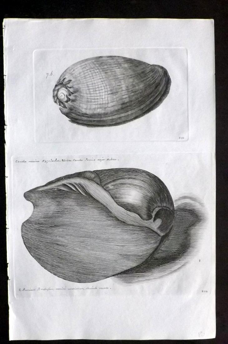 Lister, Martin 1823 Rare Folio Shell Print 801-802 (1 of 2)