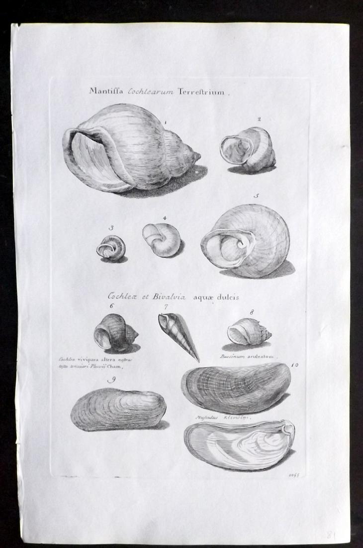 Lister, Martin 1823 Rare Folio Shell Print 1055: Folio Copper Plate Published 1823, London for "Historia sive synopsis methodica Conchyliorum..." by Martin Lister. Engraved by Susanna and Anna Lister. Rare. Paper Size: 14.5 x 9.5 inch (37 x 24cm) Go