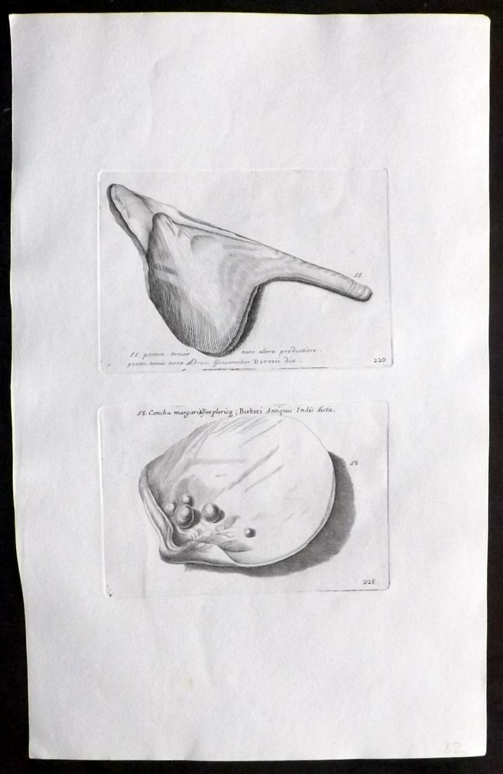 Lister, Martin 1823 Rare Folio Shell Print 220-221: Folio Copper Plate Published 1823, London for "Historia sive synopsis methodica Conchyliorum..." by Martin Lister. Engraved by Susanna and Anna Lister. Rare. Paper Size: 14.5 x 9.5 inch (37 x 24cm) Go