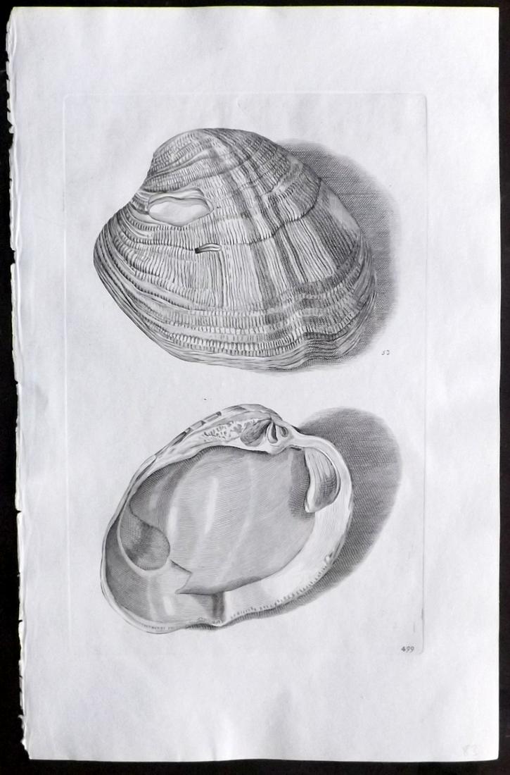 Lister, Martin 1823 Rare Folio Shell Print 499: Folio Copper Plate Published 1823, London for "Historia sive synopsis methodica Conchyliorum..." by Martin Lister. Engraved by Susanna and Anna Lister. Rare. Paper Size: 14.5 x 9.5 inch (37 x 24cm) Go
