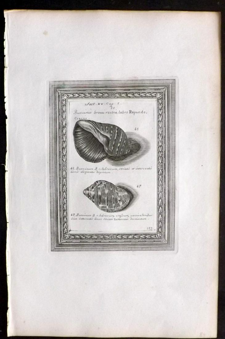 Lister, Martin 1823 Rare Folio Shell Print 984: Folio Copper Plate Published 1823, London for "Historia sive synopsis methodica Conchyliorum..." by Martin Lister. Engraved by Susanna and Anna Lister. Rare. Paper Size: 14.5 x 9.5 inch (37 x 24cm) Go
