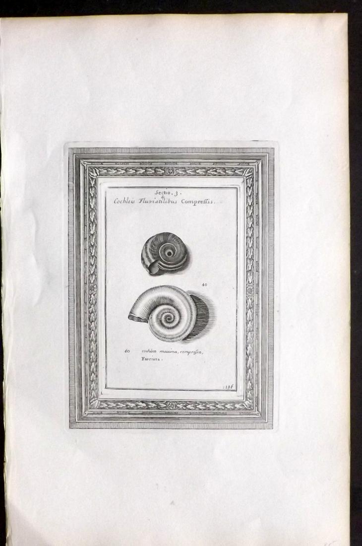 Lister, Martin 1823 Rare Folio Shell Print 136: Folio Copper Plate Published 1823, London for "Historia sive synopsis methodica Conchyliorum..." by Martin Lister. Engraved by Susanna and Anna Lister. Rare. Paper Size: 14.5 x 9.5 inch (37 x 24cm) Go