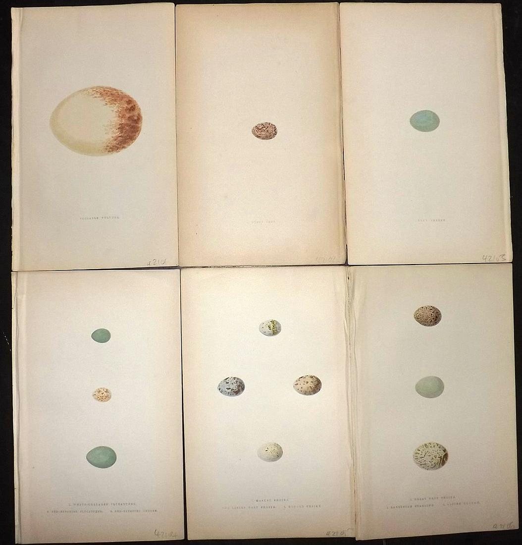 Bree, Charkes 1866 Lot of 6 Hand Col Bird Egg Prints: Woodblocks Published 1863-66, London for "A History of the Birds of Europe, Not Observed in the British Isles" by Charles Robert Bree. Printed in colours and finished by hand. Paper Size: 9.75 x 6 inc