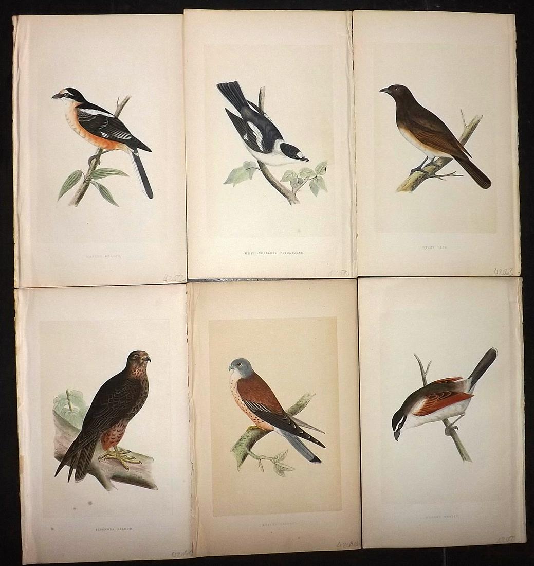 Bree, Charkes 1866 Lot of 6 Hand Col Bird Prints: Woodblocks Published 1863-66, London for "A History of the Birds of Europe, Not Observed in the British Isles" by Charles Robert Bree. Printed in colours and finished by hand. Paper Size: 9.75 x 6 inc