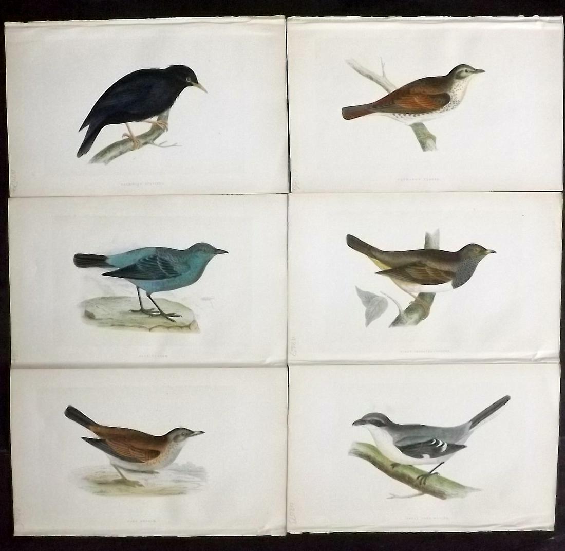 Bree, Charkes 1866 Lot of 6 Hand Col Bird Prints: Woodblocks Published 1863-66, London for "A History of the Birds of Europe, Not Observed in the British Isles" by Charles Robert Bree. Printed in colours and finished by hand. Paper Size: 9.75 x 6 inc