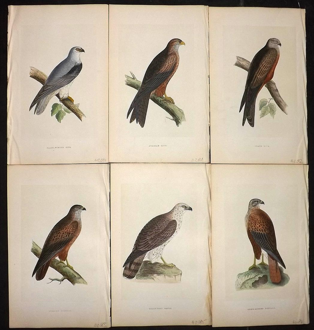 Bree, Charkes 1866 Lot of 6 HCol Birds of Prey Prints: Woodblocks Published 1863-66, London for "A History of the Birds of Europe, Not Observed in the British Isles" by Charles Robert Bree. Printed in colours and finished by hand. Paper Size: 9.75 x 6 inc