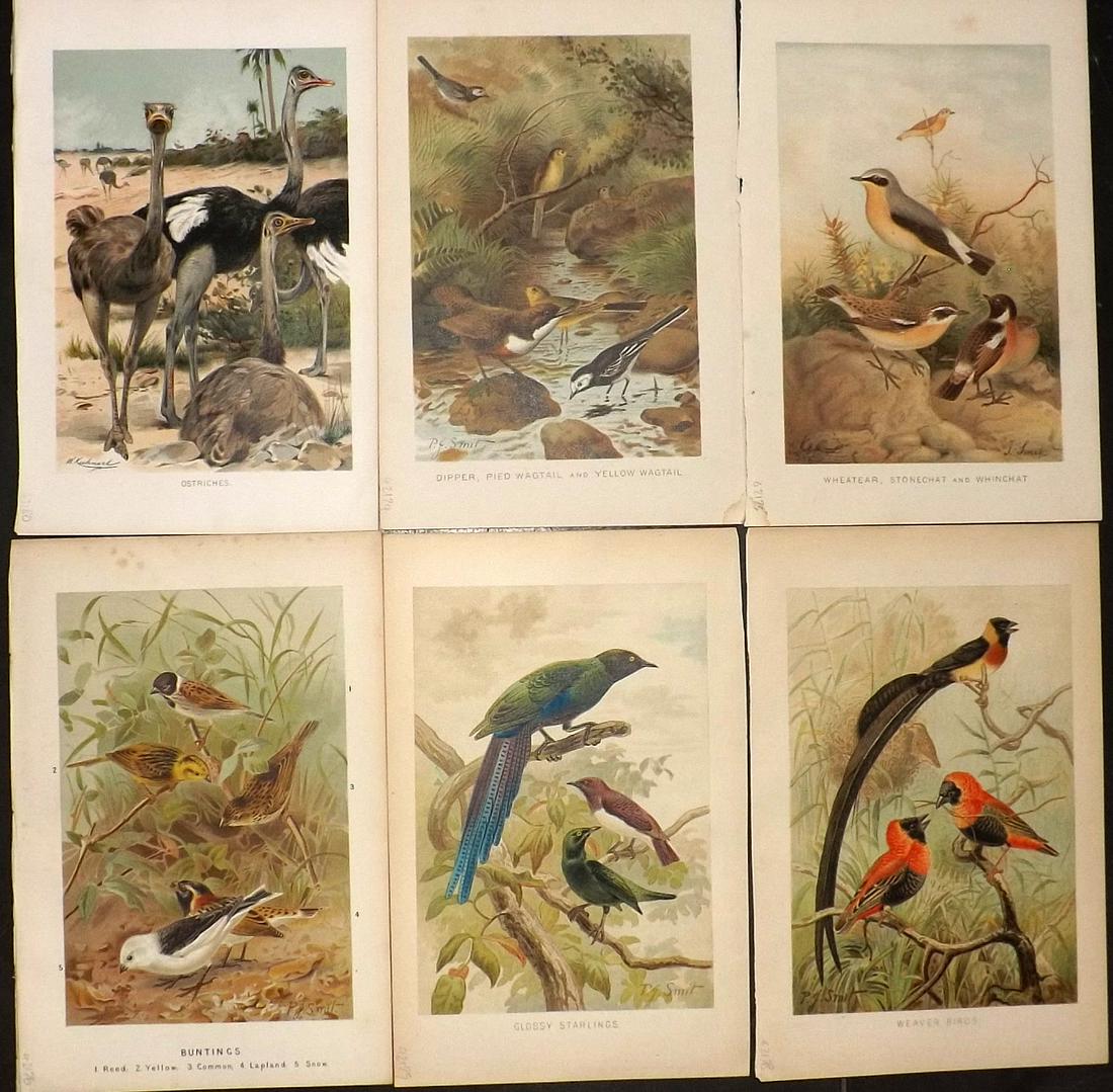 Lydekker, Richard 1896 Lot of 6 Antique Bird Prints: Chromolithographs Published 1893-96, London for "The Royal Natural History" by Richard Lydekker. Illustrated by Smit, Keulemans, Wolf and others. Paper Size: 10 x 6.5 inch (25 x 16.5cm) Good Condition
