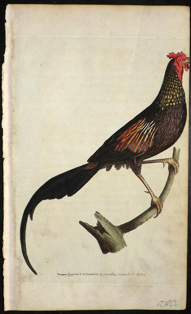 Nodder, Richard 1815 HCol Bird Print. Indian Pheasant (1 of 2)