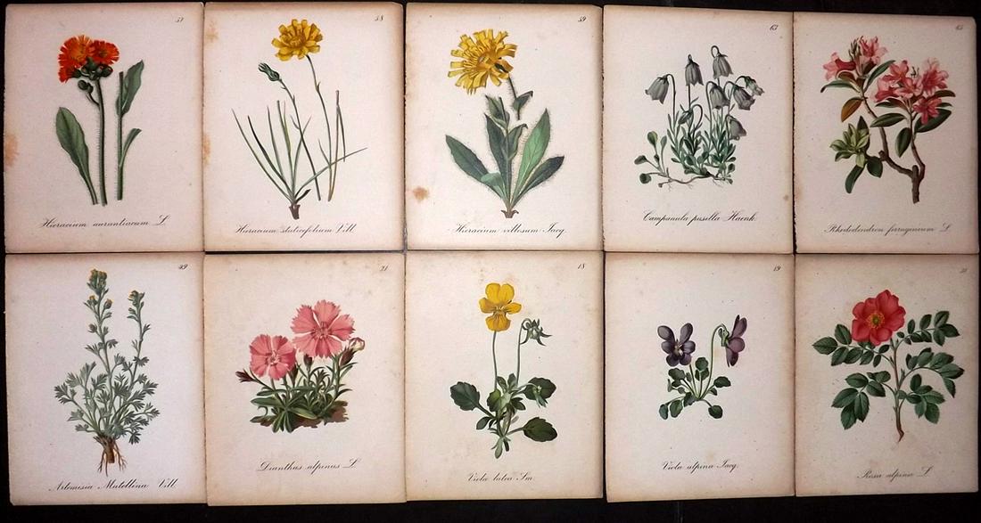 Seboth & Graf 1884 Lot of 10 Antique Botanical Prints: Chromolithographs Published 1879-84, London for "Alpine Plants.." English Edition by Joseph Seboth & Ferdinand Graf. Edited by Alfred W. Bennett. Paper Size: 6.5 x 5 inch (16.5 x 13cm) Very minor toni