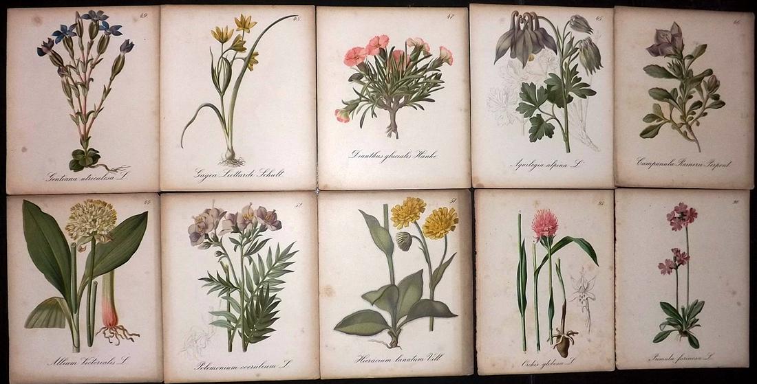 Seboth & Graf 1884 Lot of 10 Antique Botanical Prints: Chromolithographs Published 1879-84, London for "Alpine Plants.." English Edition by Joseph Seboth & Ferdinand Graf. Edited by Alfred W. Bennett. Paper Size: 6.5 x 5 inch (16.5 x 13cm) Very minor toni