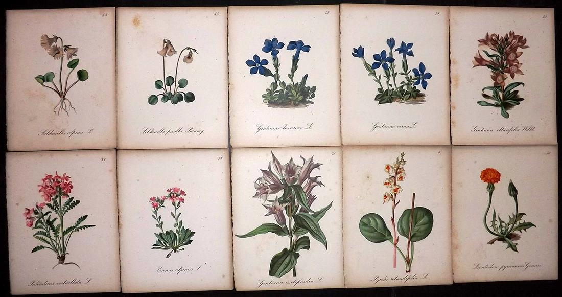 Seboth & Graf 1884 Lot of 10 Antique Botanical Prints: Chromolithographs Published 1879-84, London for "Alpine Plants.." English Edition by Joseph Seboth & Ferdinand Graf. Edited by Alfred W. Bennett. Paper Size: 6.5 x 5 inch (16.5 x 13cm) Very minor toni