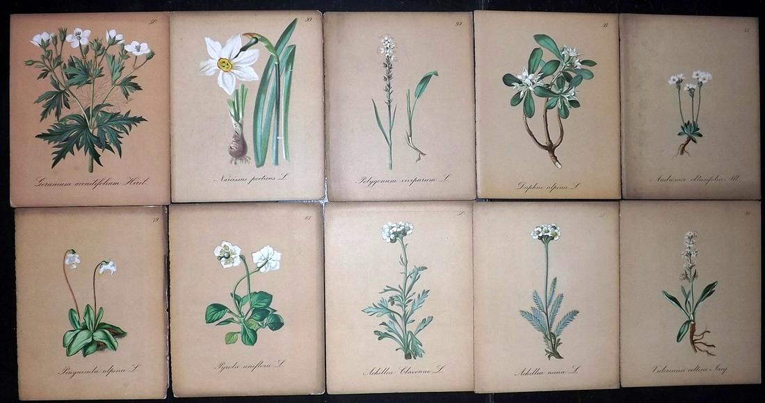 Seboth & Graf 1884 Lot of 10 Antique Botanical Prints: Chromolithographs Published 1879-84, London for "Alpine Plants.." English Edition by Joseph Seboth & Ferdinand Graf. Edited by Alfred W. Bennett. Paper Size: 6.5 x 5 inch (16.5 x 13cm) Very minor toni