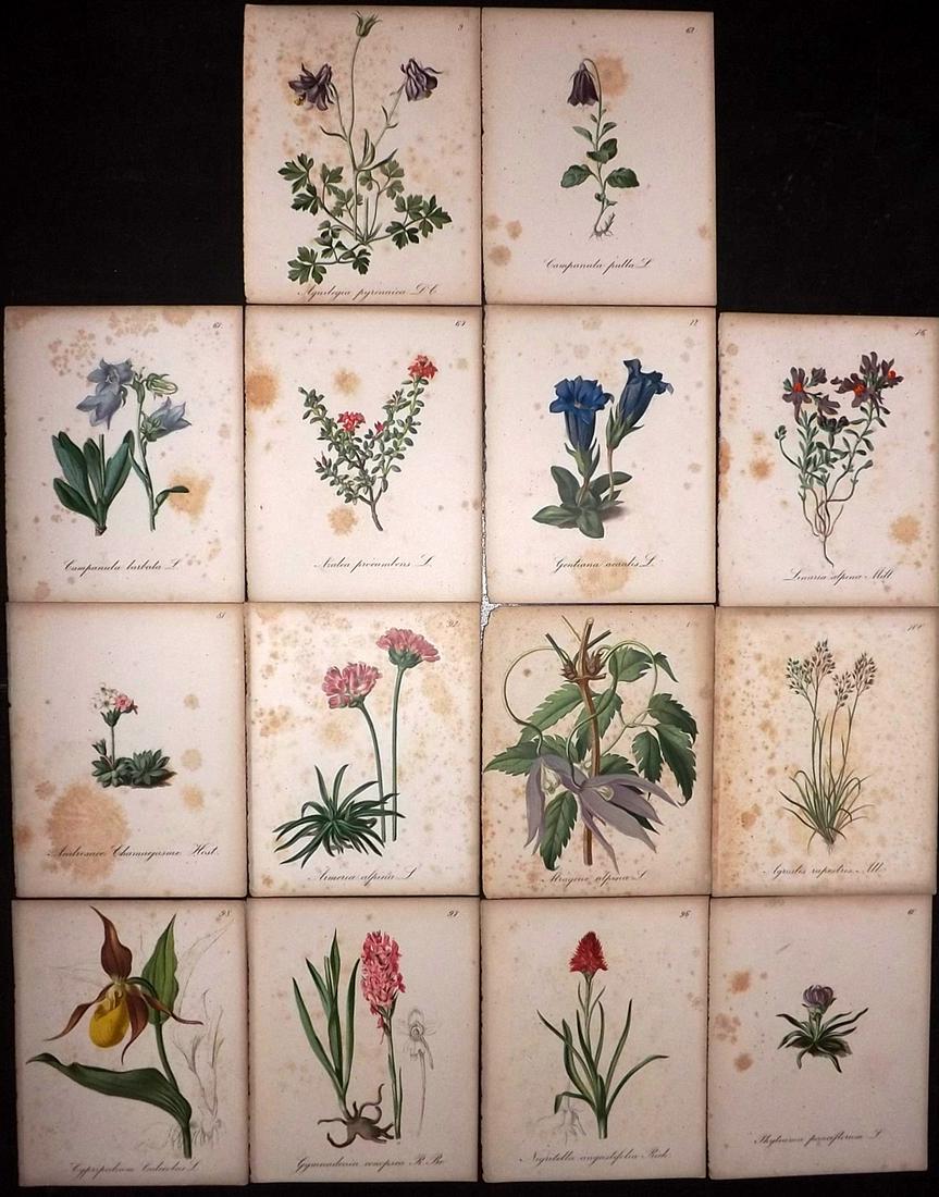 Seboth & Graf 1884 Lot of 14 Antique Botanical Prints: Chromolithographs Published 1879-84, London for "Alpine Plants.." English Edition by Joseph Seboth & Ferdinand Graf. Edited by Alfred W. Bennett. Paper Size: 6.5 x 5 inch (16.5 x 13cm) Heavy toning pr