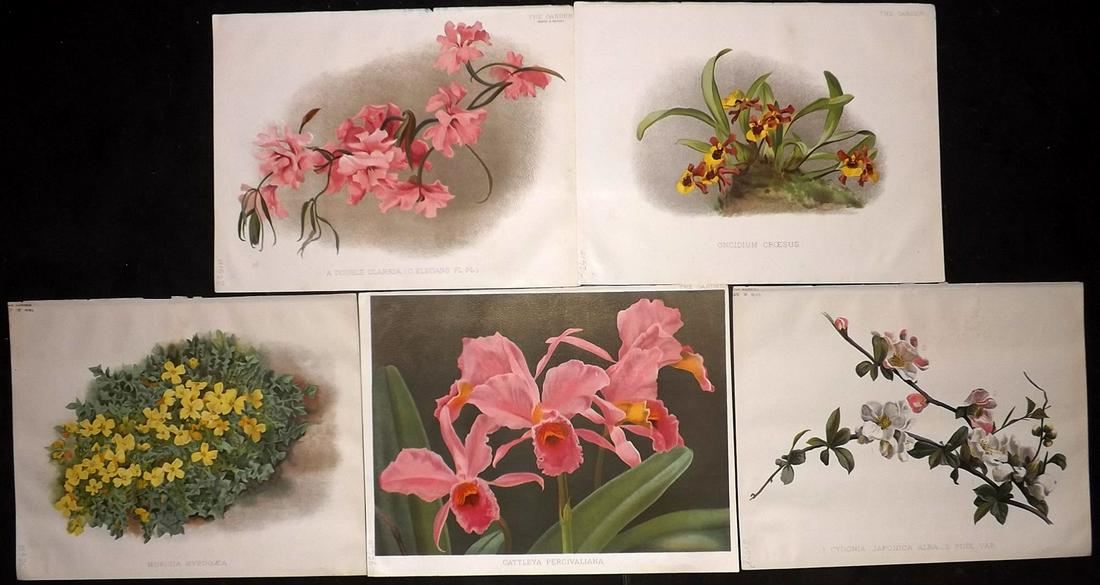 The Garden 1891 Lot of 5 Botanical Prints: Chromolithographs Published 1872-1927, London for "The Garden. An Illustrated Weekly Journal of Horticulture in all its Branches" Edited by William Robinson and others. Paper Size: 11.5 x 9 inch (29 x