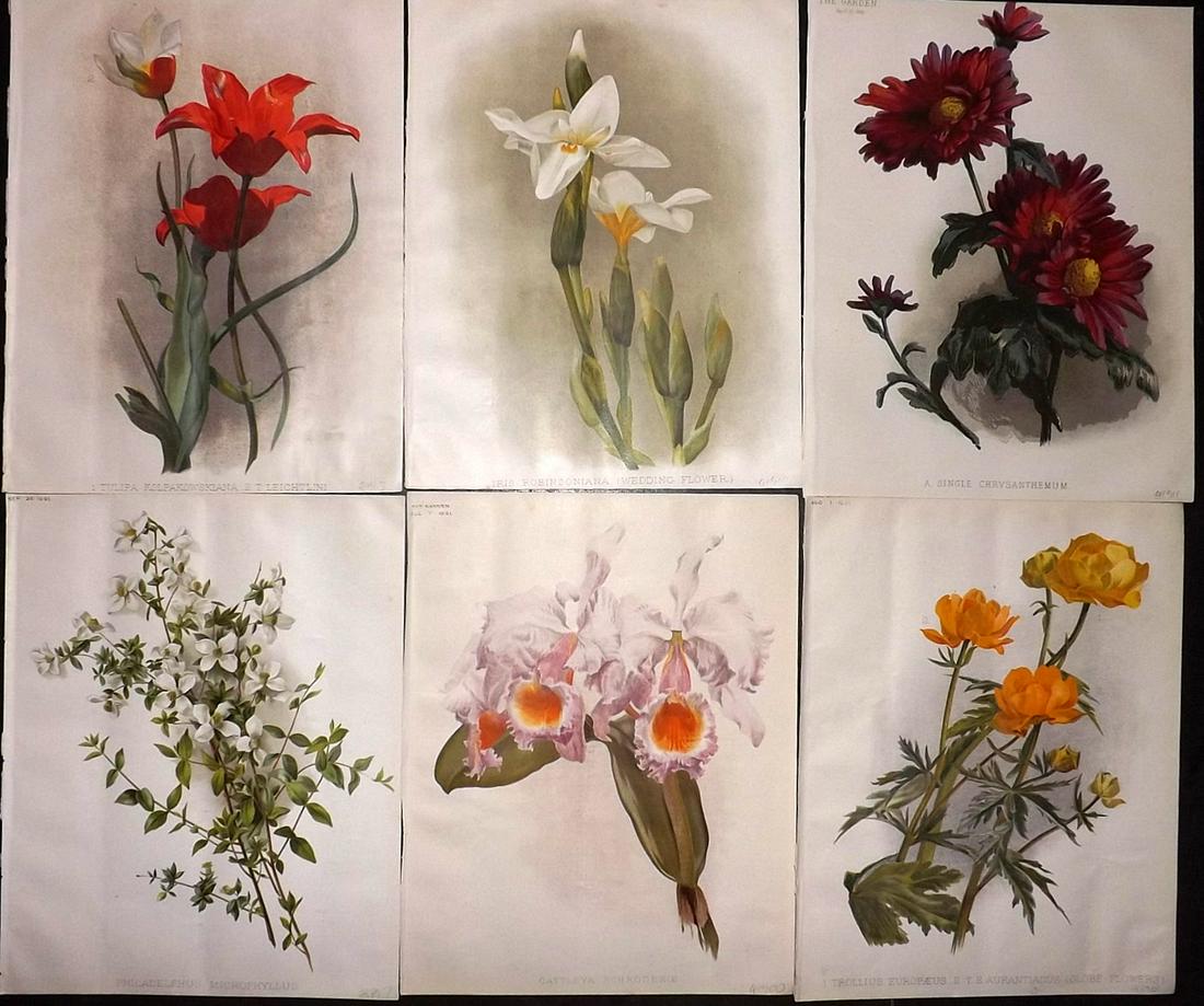 The Garden 1891 Lot of 6 Botanical Prints: Chromolithographs Published 1872-1927, London for "The Garden. An Illustrated Weekly Journal of Horticulture in all its Branches" Edited by William Robinson and others. Paper Size: 11.5 x 9 inch (29 x