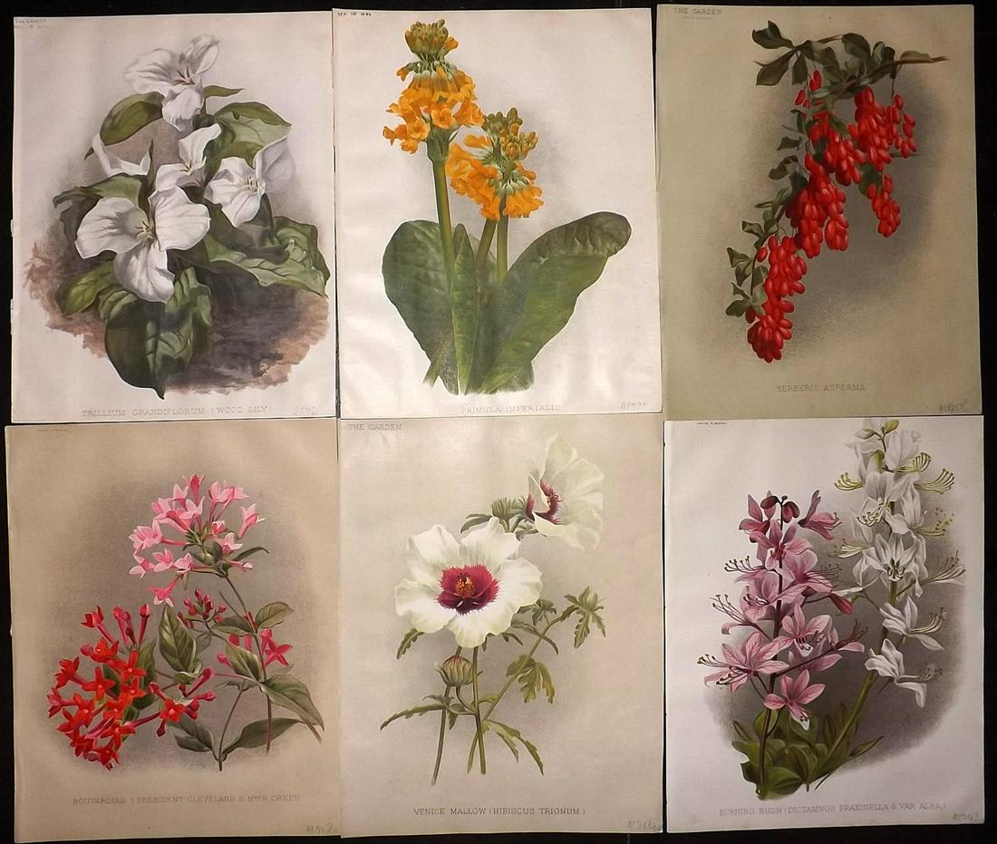 The Garden 1891 Lot of 6 Botanical Prints: Chromolithographs Published 1872-1927, London for "The Garden. An Illustrated Weekly Journal of Horticulture in all its Branches" Edited by William Robinson and others. Paper Size: 11.5 x 9 inch (29 x