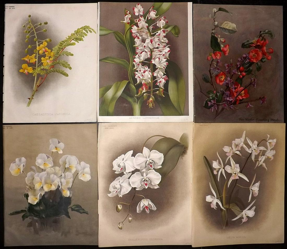 The Garden 1891 Lot of 6 Botanical Prints: Chromolithographs Published 1872-1927, London for "The Garden. An Illustrated Weekly Journal of Horticulture in all its Branches" Edited by William Robinson and others. Paper Size: 11.5 x 9 inch (29 x