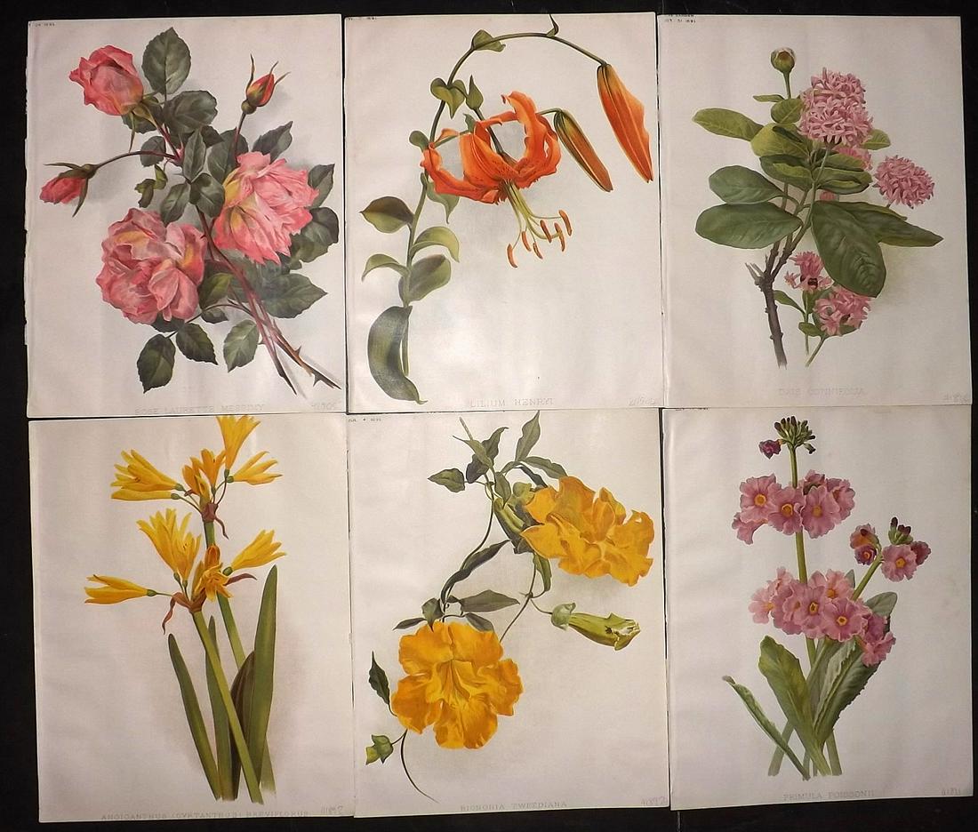 The Garden 1891 Lot of 6 Botanical Prints: Chromolithographs Published 1872-1927, London for "The Garden. An Illustrated Weekly Journal of Horticulture in all its Branches" Edited by William Robinson and others. Paper Size: 11.5 x 9 inch (29 x