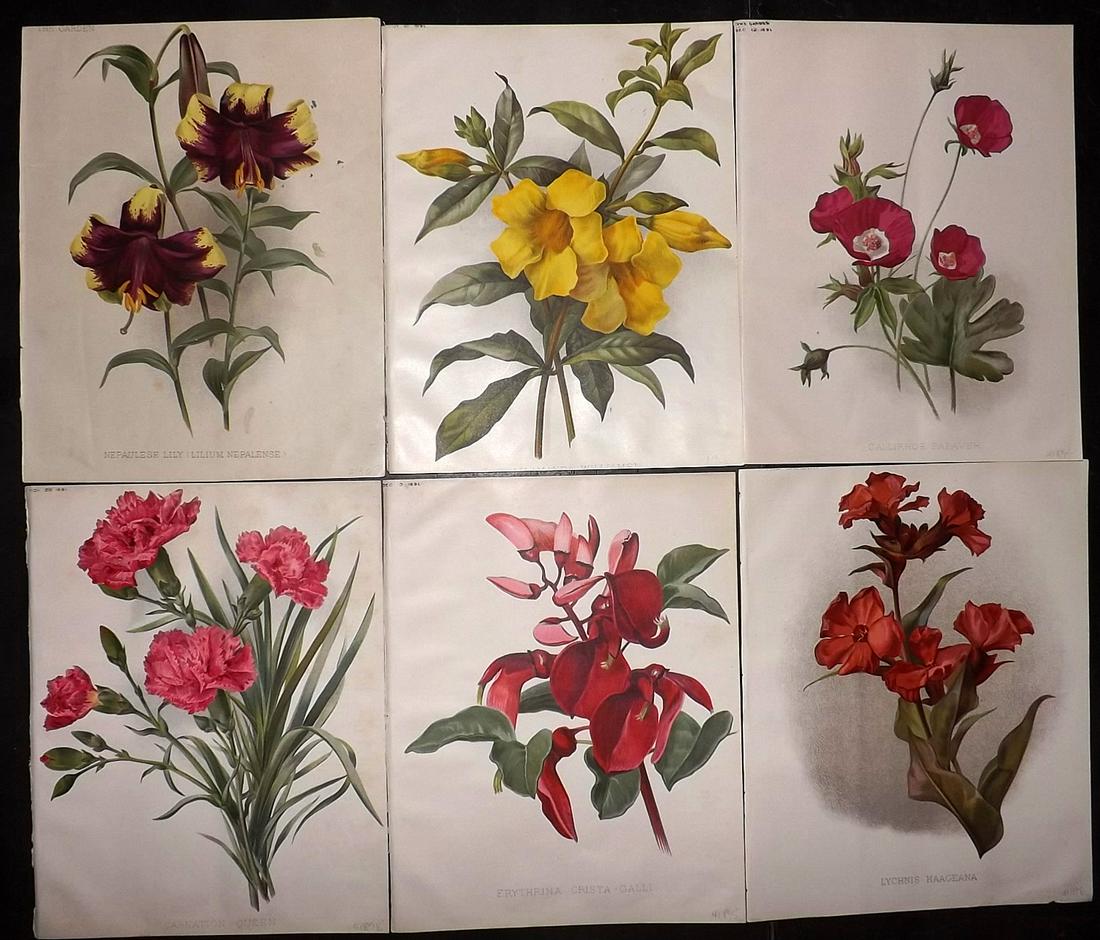 The Garden 1891 Lot of 6 Botanical Prints: Chromolithographs Published 1872-1927, London for "The Garden. An Illustrated Weekly Journal of Horticulture in all its Branches" Edited by William Robinson and others. Paper Size: 11.5 x 9 inch (29 x