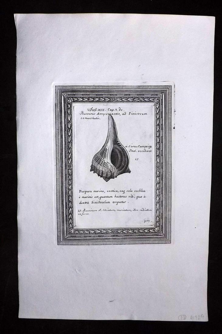 Lister, Martin 1823 Rare Folio Shell Print 907: Folio Copper Plate Published 1823, London for "Historia sive synopsis methodica Conchyliorum..." by Martin Lister. Engraved by Susanna and Anna Lister. Rare. Paper Size: 14.5 x 9.5 inch (37 x 24cm) Go
