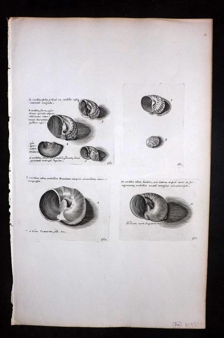 Lister, Martin 1823 Rare Folio Shell Print 560-563: Folio Copper Plate Published 1823, London for "Historia sive synopsis methodica Conchyliorum..." by Martin Lister. Engraved by Susanna and Anna Lister. Rare. Paper Size: 14.5 x 9.5 inch (37 x 24cm) Go