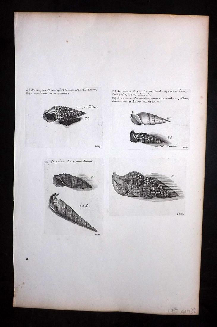 Lister, Martin 1823 Rare Folio Shell Print 1019-1022: Folio Copper Plate Published 1823, London for "Historia sive synopsis methodica Conchyliorum..." by Martin Lister. Engraved by Susanna and Anna Lister. Rare. Paper Size: 14.5 x 9.5 inch (37 x 24cm) Go