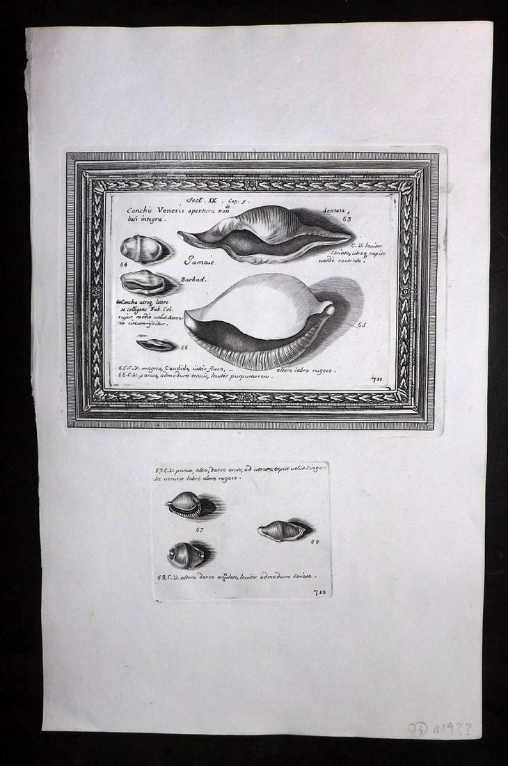 Lister, Martin 1823 Rare Folio Shell Print 711-712: Folio Copper Plate Published 1823, London for "Historia sive synopsis methodica Conchyliorum..." by Martin Lister. Engraved by Susanna and Anna Lister. Rare. Paper Size: 14.5 x 9.5 inch (37 x 24cm) Go