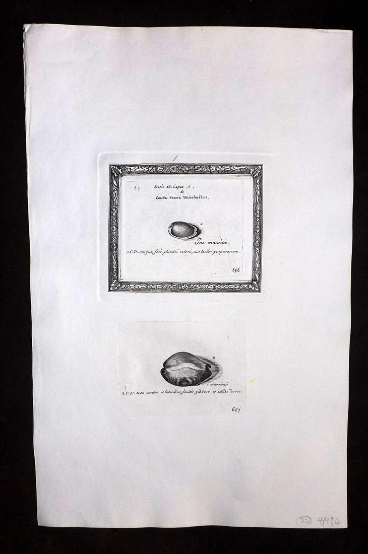 Lister, Martin 1823 Rare Folio Shell Print 656-657: Folio Copper Plate Published 1823, London for "Historia sive synopsis methodica Conchyliorum..." by Martin Lister. Engraved by Susanna and Anna Lister. Rare. Paper Size: 14.5 x 9.5 inch (37 x 24cm) Go
