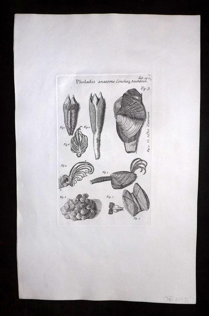Lister, Martin 1823 Rare Folio Shell Print 19: Folio Copper Plate Published 1823, London for "Historia sive synopsis methodica Conchyliorum..." by Martin Lister. Engraved by Susanna and Anna Lister. Rare. Paper Size: 14.5 x 9.5 inch (37 x 24cm) Go