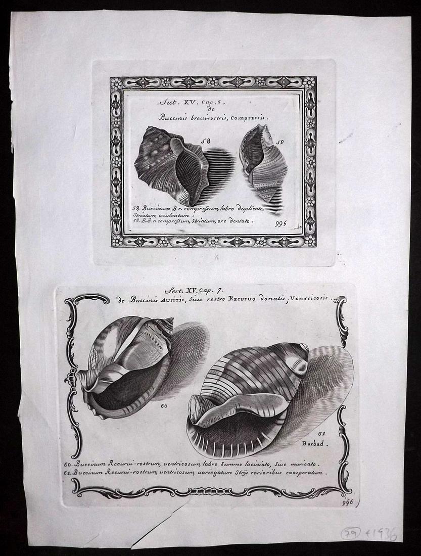 Lister, Martin 1823 Rare Folio Shell Print 995-996: Folio Copper Plate Published 1823, London for "Historia sive synopsis methodica Conchyliorum..." by Martin Lister. Engraved by Susanna and Anna Lister. Rare. Paper Size: 13 x 9.5 inch (33 x 24cm) A fe