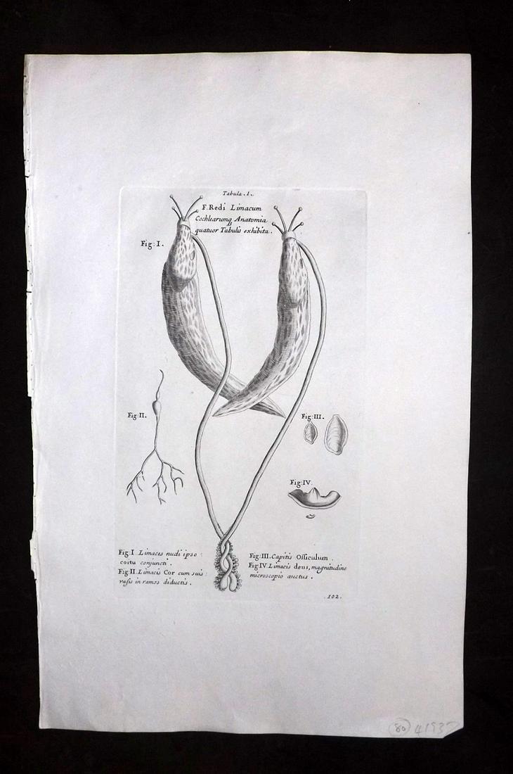 Lister, Martin 1823 Rare Folio Shell Print 102: Folio Copper Plate Published 1823, London for "Historia sive synopsis methodica Conchyliorum..." by Martin Lister. Engraved by Susanna and Anna Lister. Rare. Paper Size: 14.5 x 9.5 inch (37 x 24cm) Go