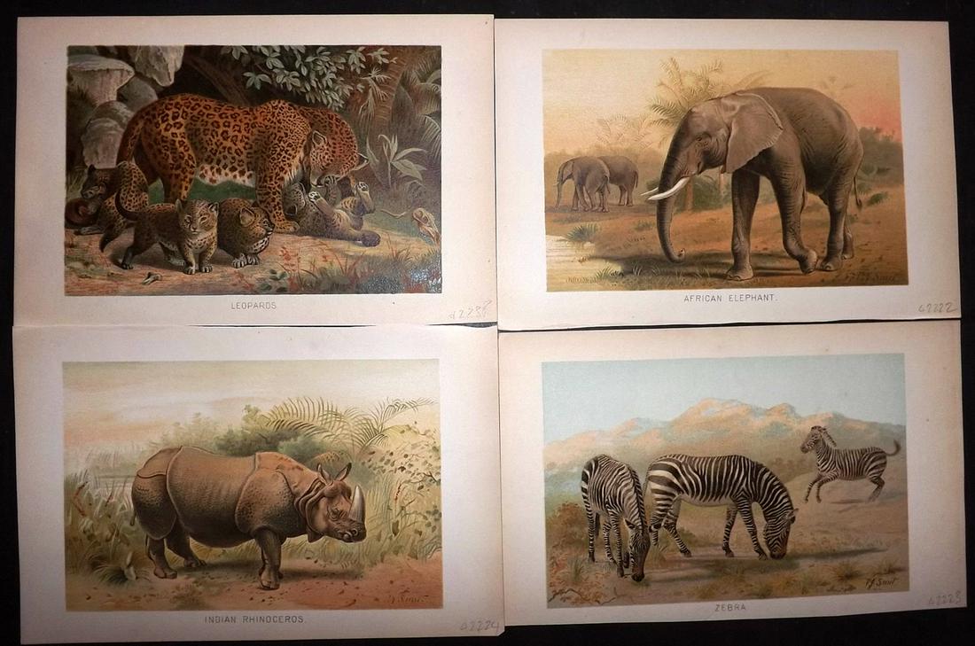 Lydekker, Richard 1896 Lot of 4 Prints. African Mammals: Chromolithographs Published 1893-96, London for "The Royal Natural History" by Richard Lydekker. Illustrated by Smit, Keulemans, Wolf and others. Paper Size: 10 x 6.5 inch (25 x 16.5cm) Good Condition