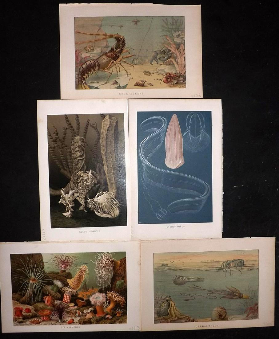 Lydekker, Richard 1896 Lot of 5 Prints. Sea Life (1 of 2)
