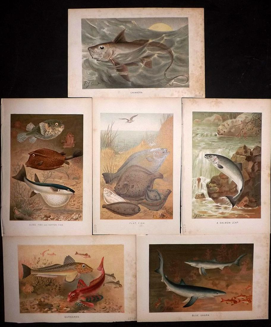 Lydekker, Richard 1896 Lot of 6 Prints. Fish & Shark: Chromolithographs Published 1893-96, London for "The Royal Natural History" by Richard Lydekker. Illustrated by Smit, Keulemans, Wolf and others. Paper Size: 10 x 6.5 inch (25 x 16.5cm) A few with mar