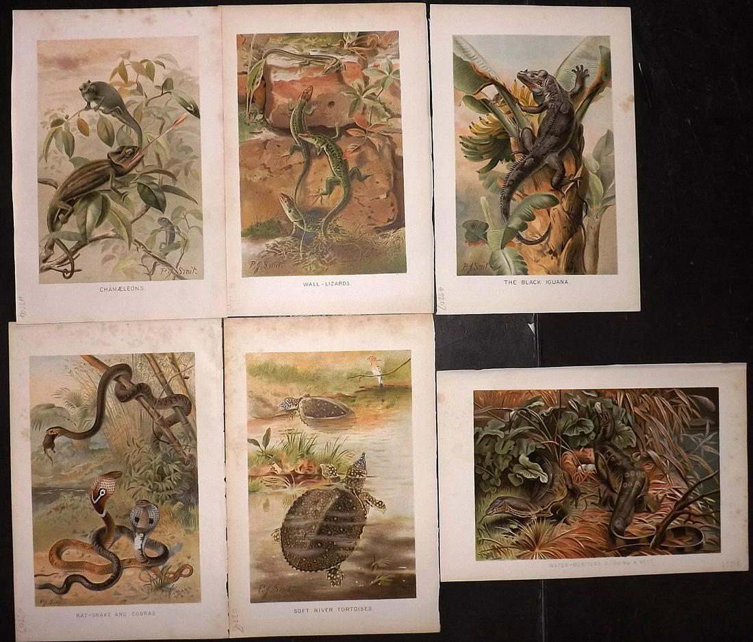 Lydekker, Richard 1896 Lot of 6 Prints. Reptiles: Chromolithographs Published 1893-96, London for "The Royal Natural History" by Richard Lydekker. Illustrated by Smit, Keulemans, Wolf and others. Paper Size: 10 x 6.5 inch (25 x 16.5cm) Very minor mar