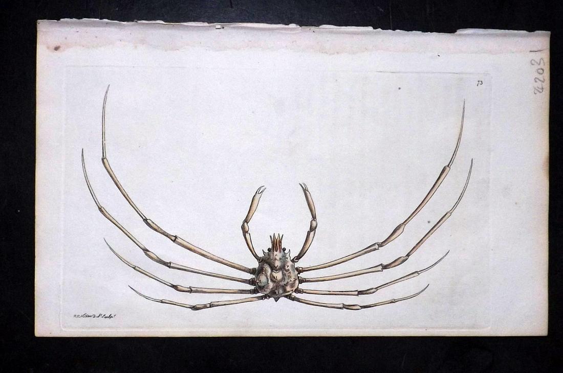 Nodder, Richard 1815 HCol Print. Indian Egeria Crab 73 (1 of 1)